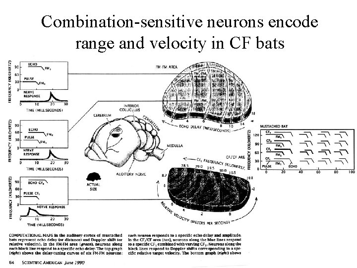 Combination-sensitive neurons encode range and velocity in CF bats 