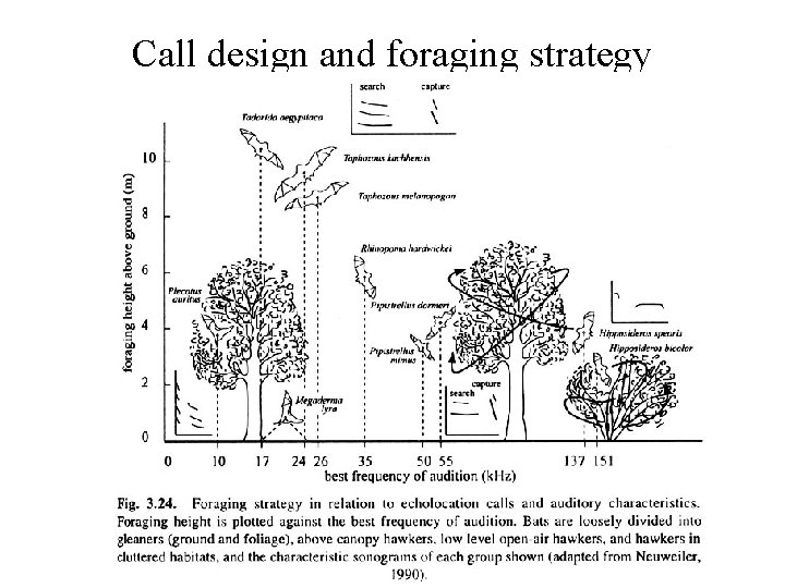 Call design and foraging strategy 