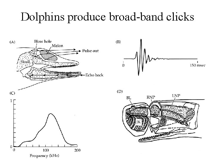 Dolphins produce broad-band clicks 