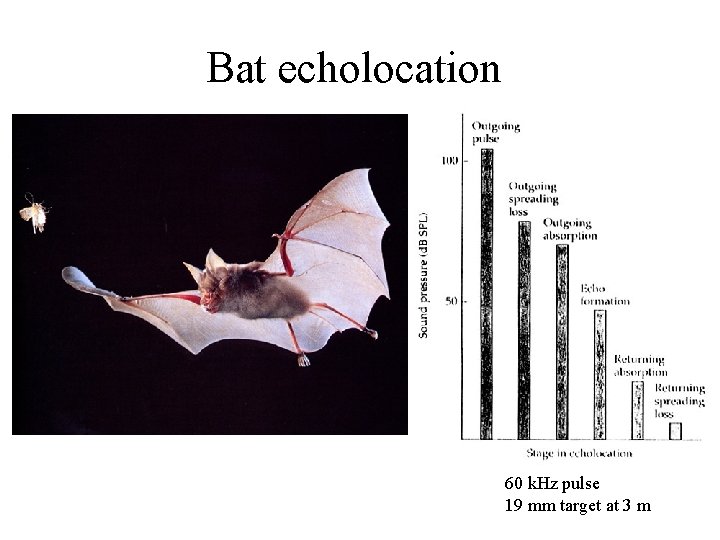 Bat echolocation 60 k. Hz pulse 19 mm target at 3 m 