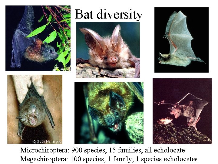 Bat diversity Microchiroptera: 900 species, 15 families, all echolocate Megachiroptera: 100 species, 1 family,