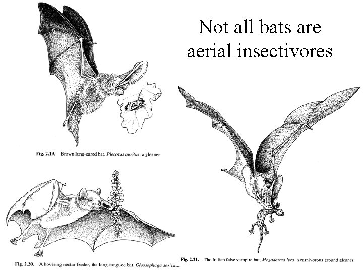 Not all bats are aerial insectivores 