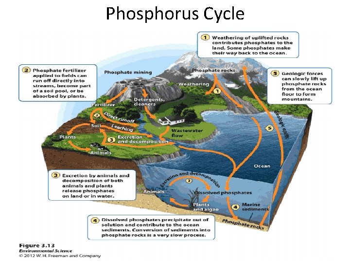 Phosphorus Cycle 