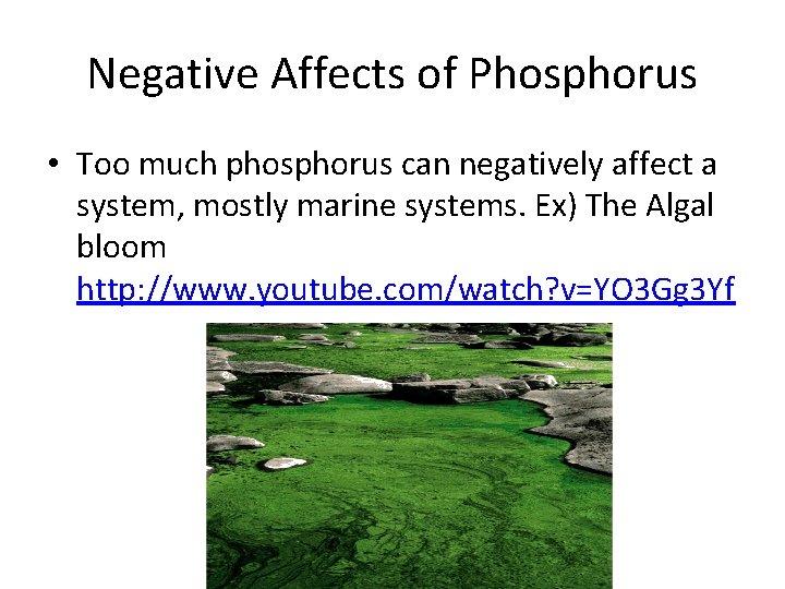 Negative Affects of Phosphorus • Too much phosphorus can negatively affect a system, mostly