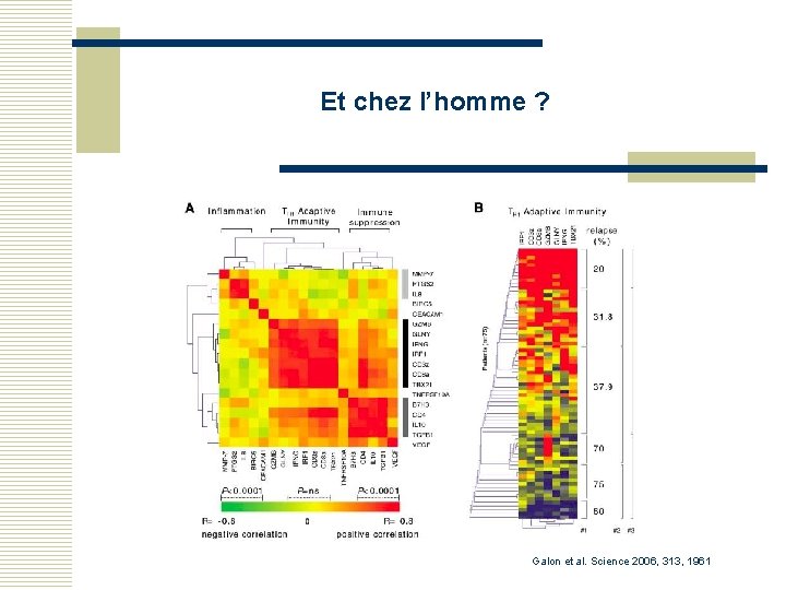 Et chez l’homme ? Galon et al. Science 2006, 313, 1961 