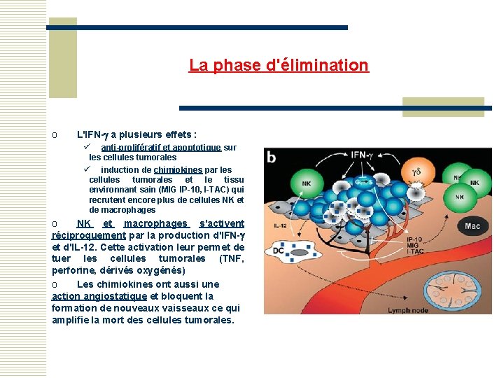 La phase d'élimination o L'IFN- a plusieurs effets : ü anti-prolifératif et apoptotique sur