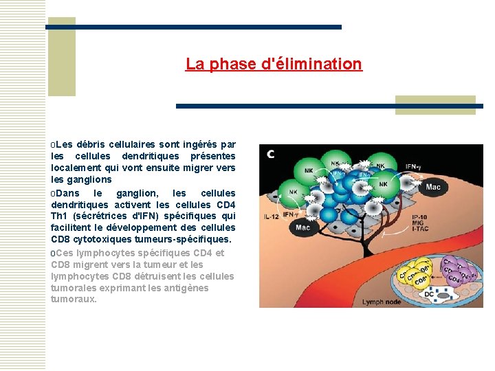 La phase d'élimination o. Les débris cellulaires sont ingérés par les cellules dendritiques présentes