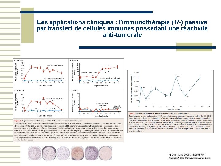 Les applications cliniques : l'immunothérapie (+/-) passive par transfert de cellules immunes possédant une