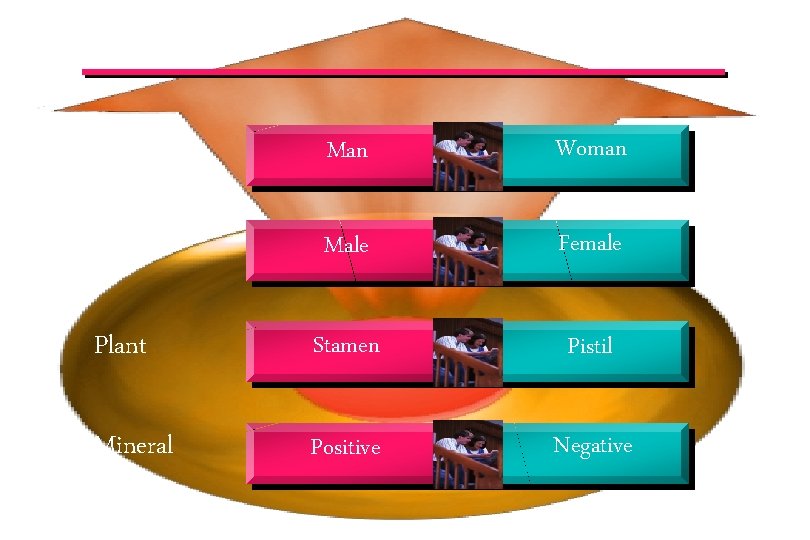 Yang and Yin Human Man Woman Animal Male Female Plant Stamen Pistil Mineral Positive