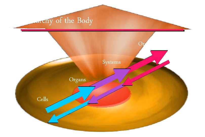 Interdependent Hierarchy of the Body Organism Systems Organs Cells © IEF 17 