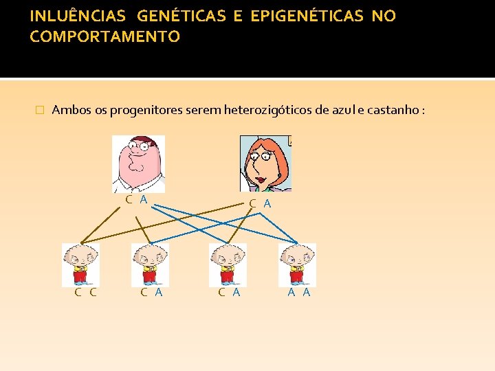 INLUÊNCIAS GENÉTICAS E EPIGENÉTICAS NO COMPORTAMENTO � Ambos os progenitores serem heterozigóticos de azul
