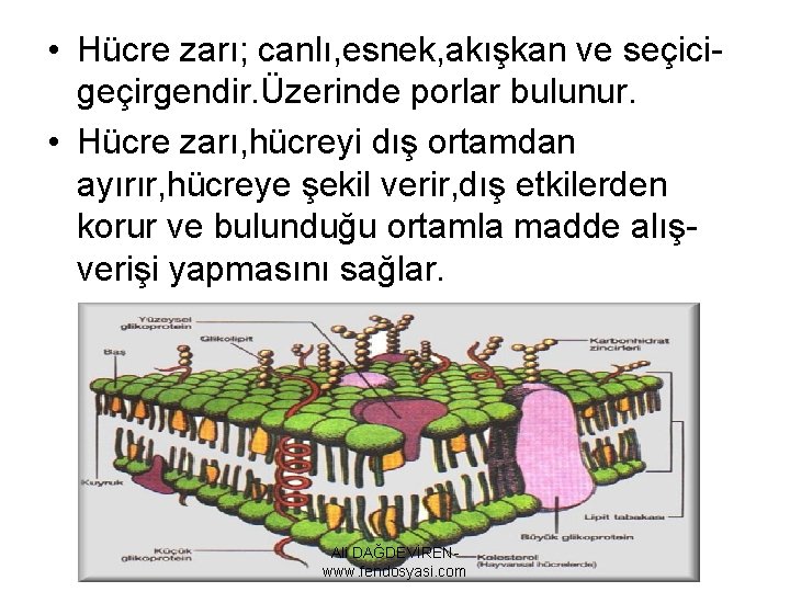  • Hücre zarı; canlı, esnek, akışkan ve seçicigeçirgendir. Üzerinde porlar bulunur. • Hücre