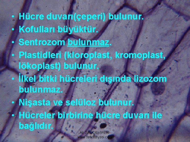  • • Hücre duvarı(çeperi) bulunur. Kofulları büyüktür. Sentrozom bulunmaz. Plastidleri (kloroplast, kromoplast, lökoplast)