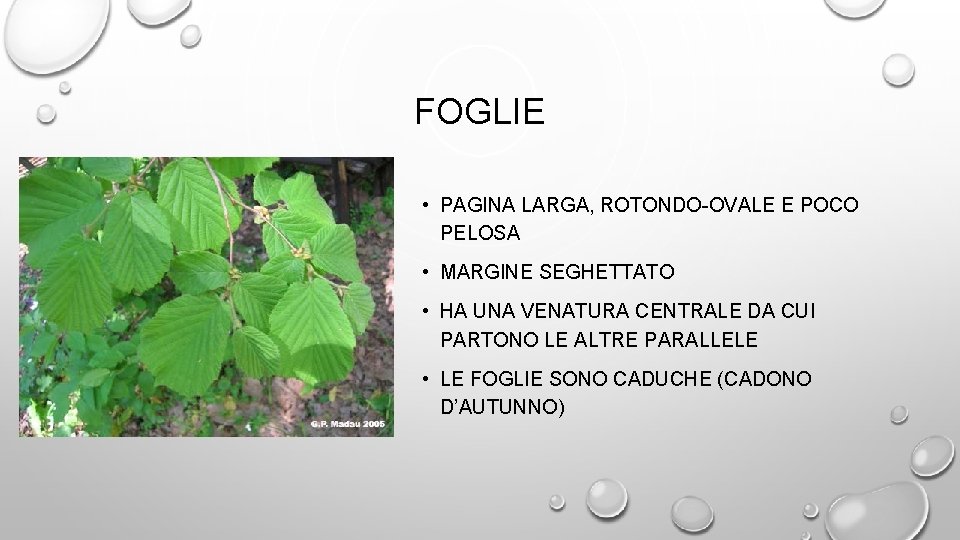 FOGLIE • PAGINA LARGA, ROTONDO-OVALE E POCO PELOSA • MARGINE SEGHETTATO • HA UNA