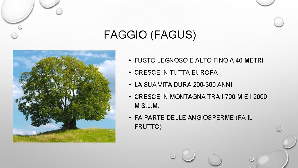 FAGGIO (FAGUS) • FUSTO LEGNOSO E ALTO FINO A 40 METRI • CRESCE IN