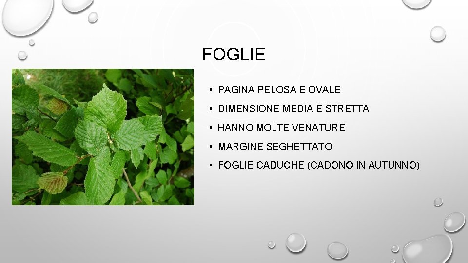 FOGLIE • PAGINA PELOSA E OVALE • DIMENSIONE MEDIA E STRETTA • HANNO MOLTE