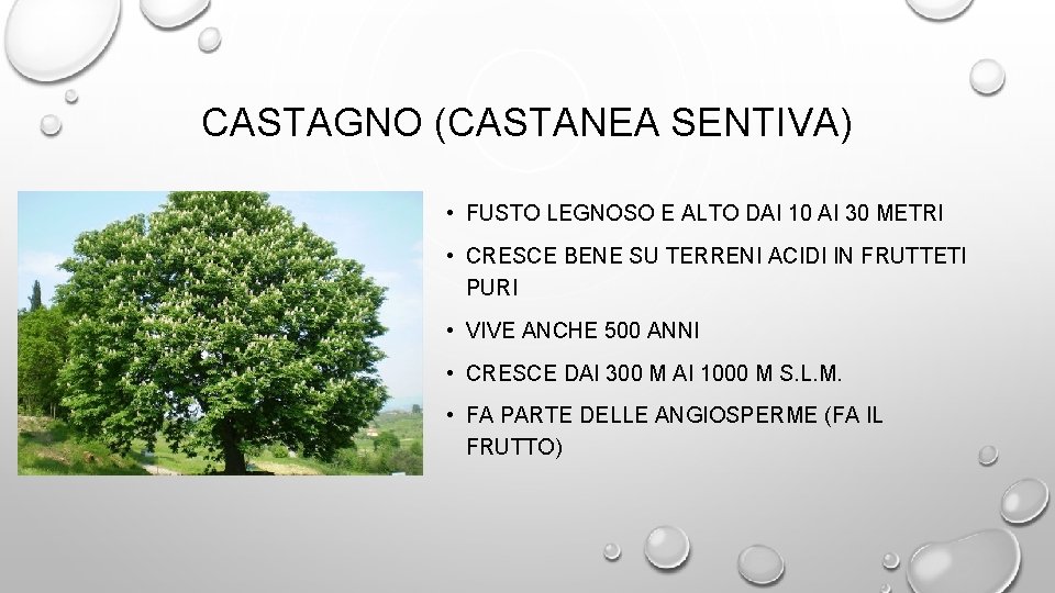 CASTAGNO (CASTANEA SENTIVA) • FUSTO LEGNOSO E ALTO DAI 10 AI 30 METRI •