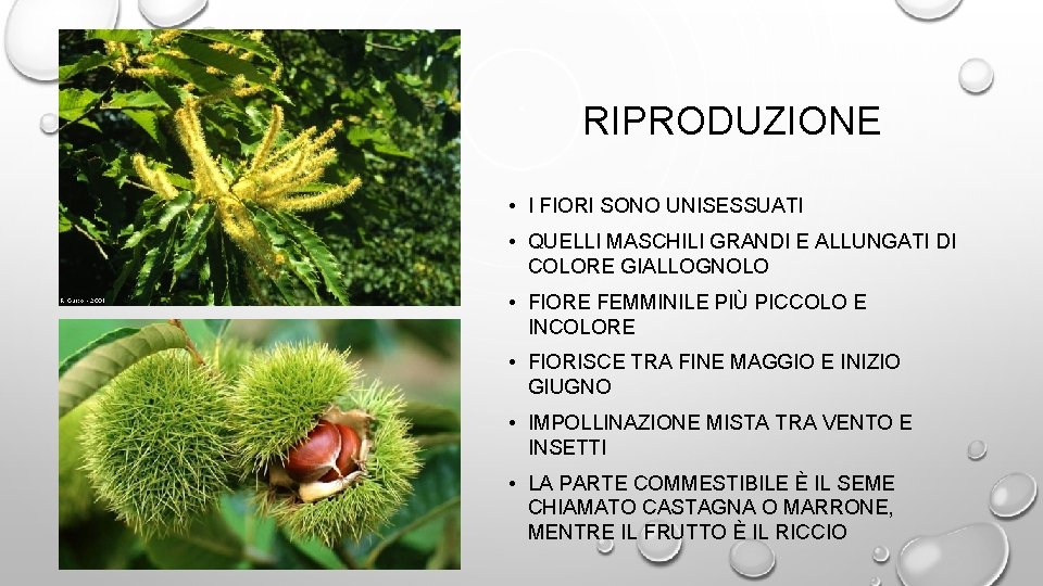 RIPRODUZIONE • I FIORI SONO UNISESSUATI • QUELLI MASCHILI GRANDI E ALLUNGATI DI COLORE