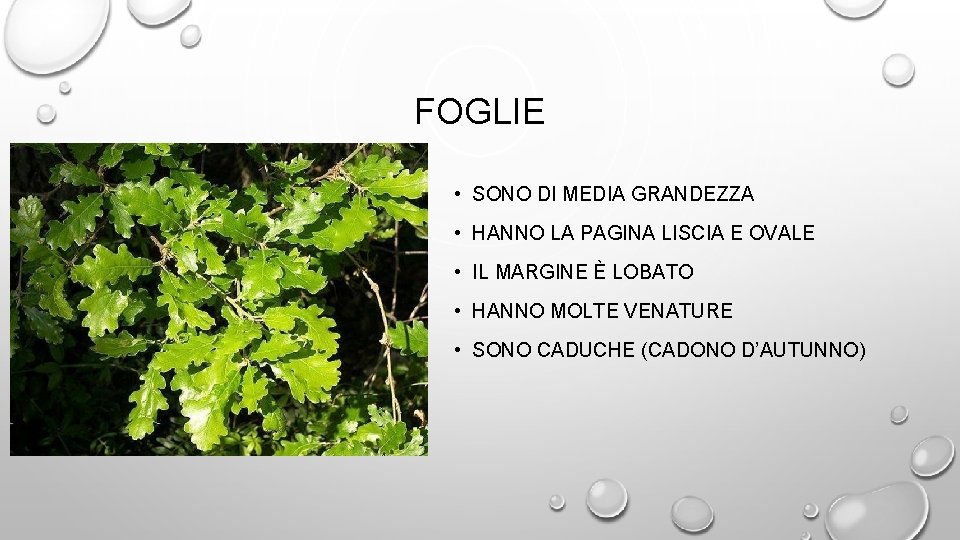 FOGLIE • SONO DI MEDIA GRANDEZZA • HANNO LA PAGINA LISCIA E OVALE •