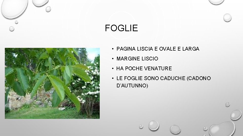 FOGLIE • PAGINA LISCIA E OVALE E LARGA • MARGINE LISCIO • HA POCHE