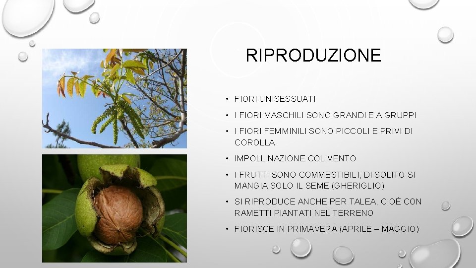 RIPRODUZIONE • FIORI UNISESSUATI • I FIORI MASCHILI SONO GRANDI E A GRUPPI •