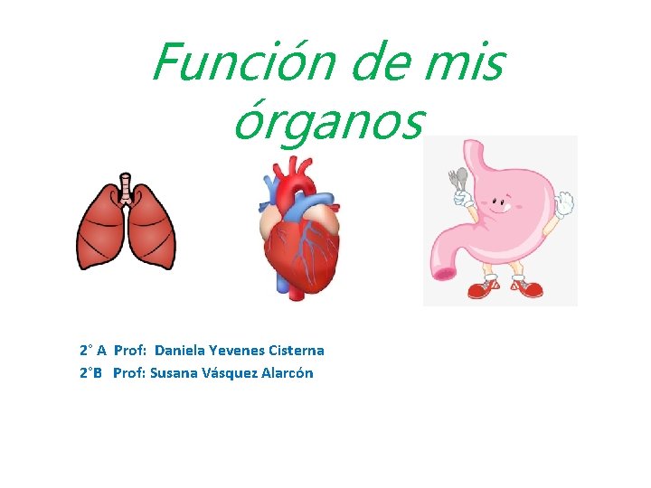 Función de mis órganos 2° A Prof: Daniela Yevenes Cisterna 2°B Prof: Susana Vásquez