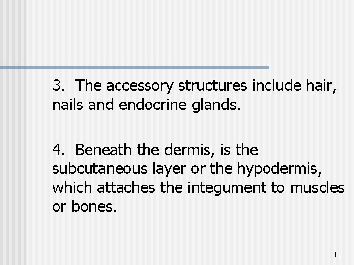 3. The accessory structures include hair, nails and endocrine glands. 4. Beneath the dermis,