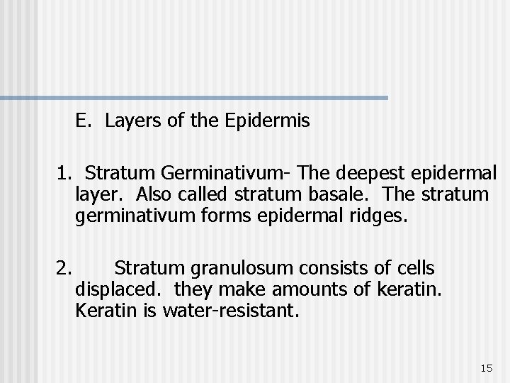 E. Layers of the Epidermis 1. Stratum Germinativum- The deepest epidermal layer. Also called