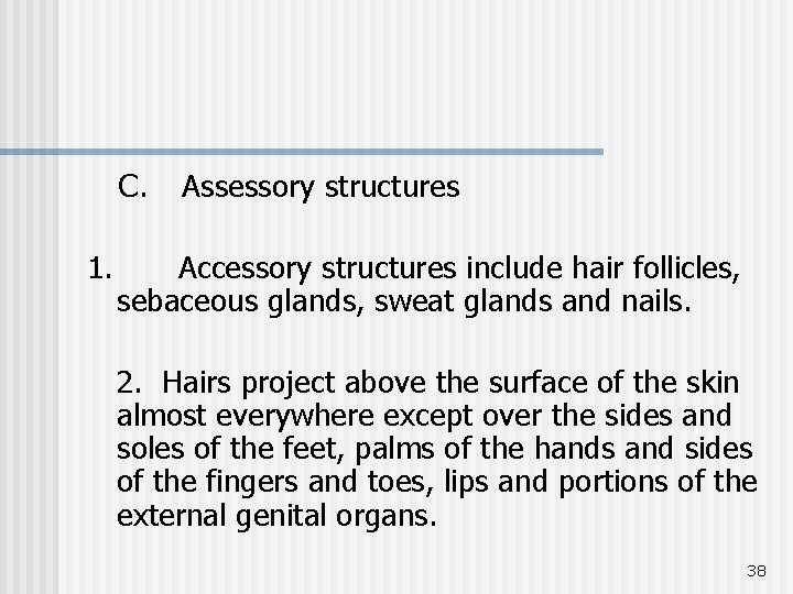 C. 1. Assessory structures Accessory structures include hair follicles, sebaceous glands, sweat glands and