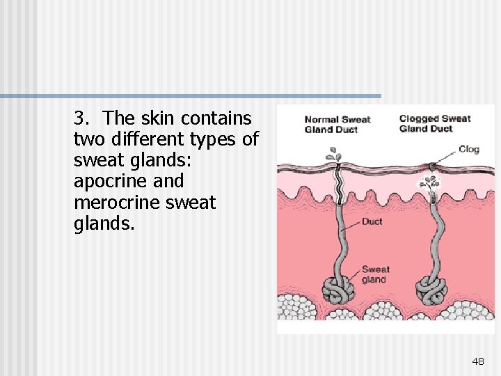 3. The skin contains two different types of sweat glands: apocrine and merocrine sweat
