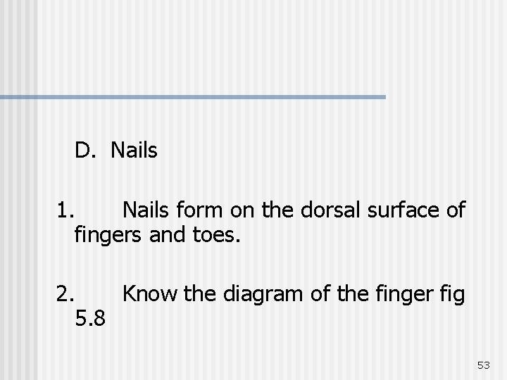 D. Nails 1. Nails form on the dorsal surface of fingers and toes. 2.