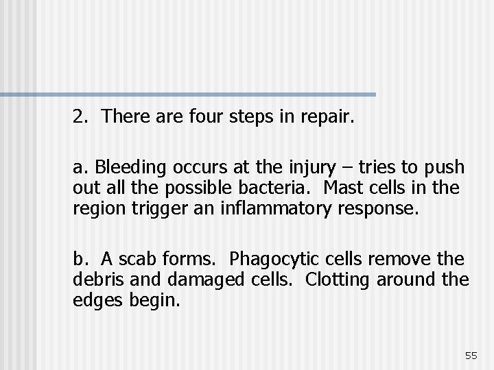 2. There are four steps in repair. a. Bleeding occurs at the injury –