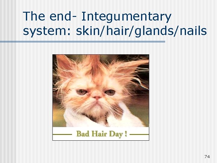 The end- Integumentary system: skin/hair/glands/nails 74 