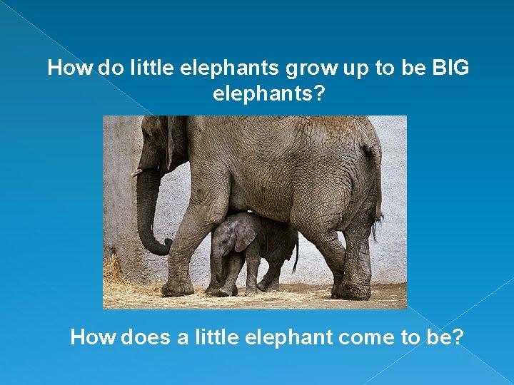 How do little elephants grow up to be BIG elephants? How does a little