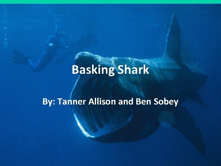Basking Shark By: Tanner Allison and Ben Sobey 