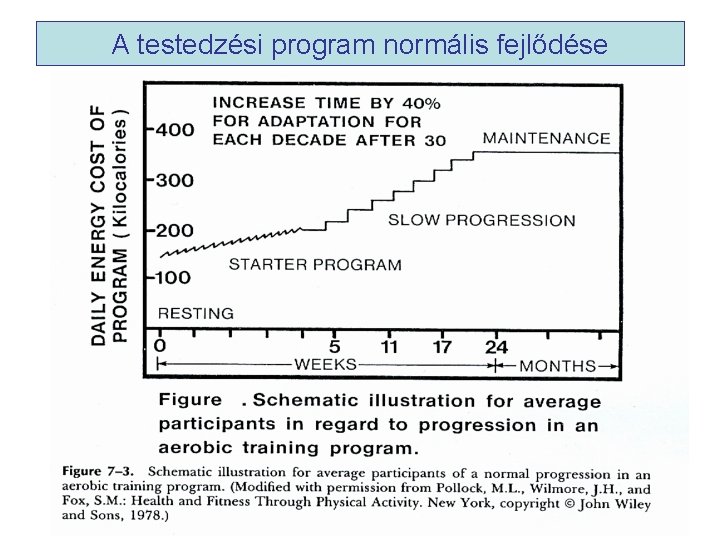 A testedzési program normális fejlődése 