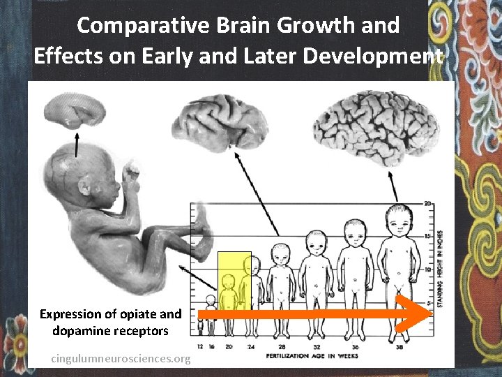 Comparative Brain Growth and Effects on Early and Later Development Expression of opiate and