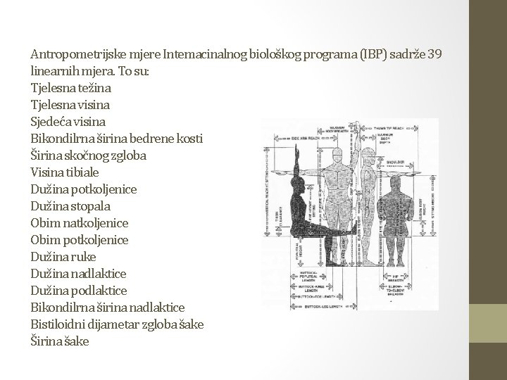 Antropometrijske mjere Intemacinalnog biološkog programa (IBP) sadrže 39 linearnih mjera. To su: Tjelesna težina