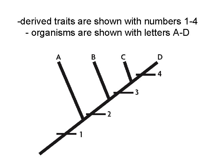 -derived traits are shown with numbers 1 -4 - organisms are shown with letters -derived traits are shown with numbers 1 -4 - organisms are shown with letters