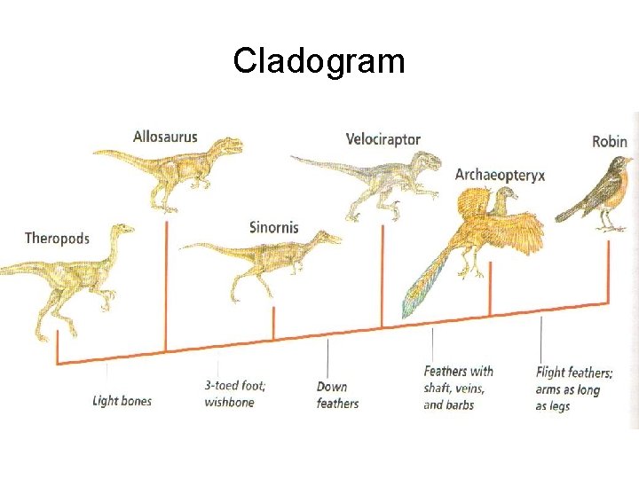 Cladogram 