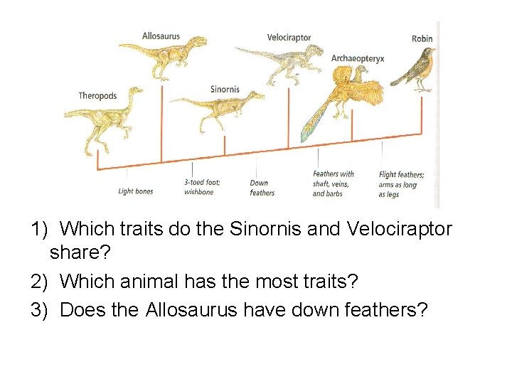 1) Which traits do the Sinornis and Velociraptor share? 2) Which animal has the