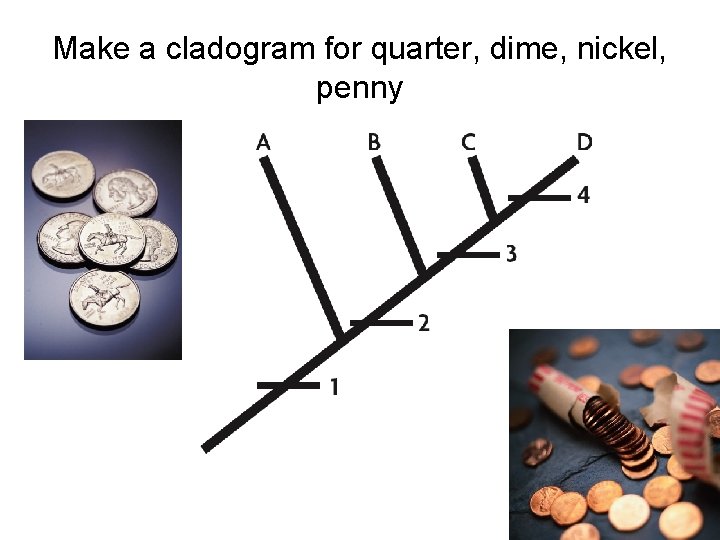 Make a cladogram for quarter, dime, nickel, penny 