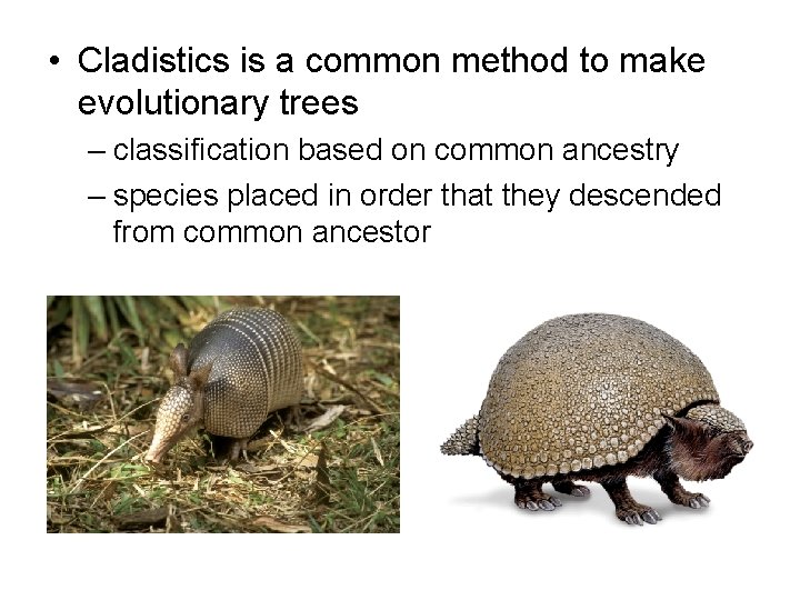  • Cladistics is a common method to make evolutionary trees – classification based