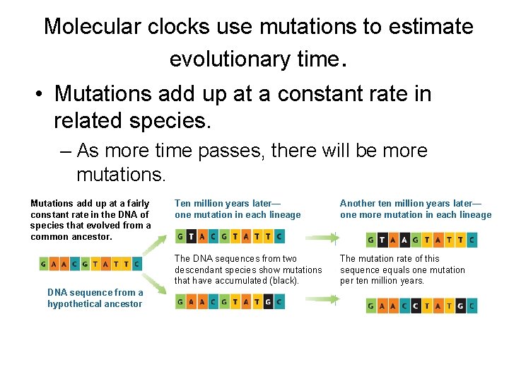 Molecular clocks use mutations to estimate evolutionary time. • Mutations add up at a