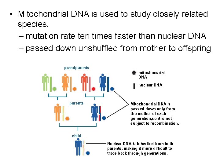  • Mitochondrial DNA is used to study closely related species. – mutation rate