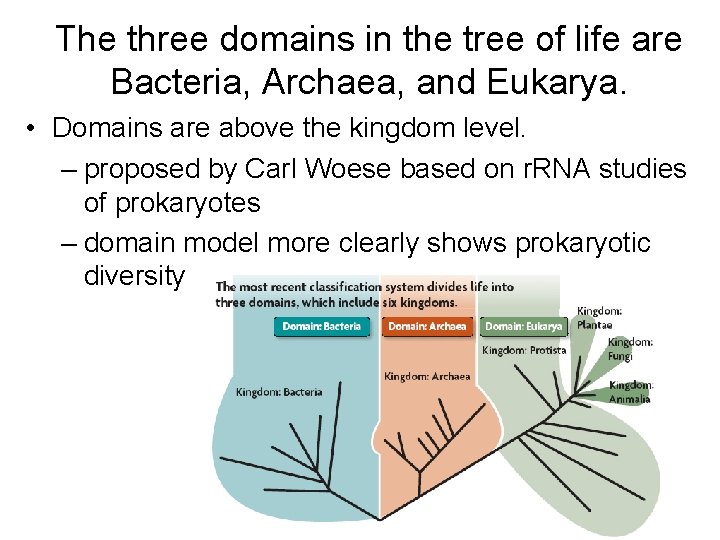 The three domains in the tree of life are Bacteria, Archaea, and Eukarya. •