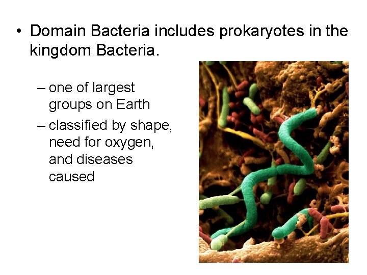 • Domain Bacteria includes prokaryotes in the kingdom Bacteria. – one of largest • Domain Bacteria includes prokaryotes in the kingdom Bacteria. – one of largest