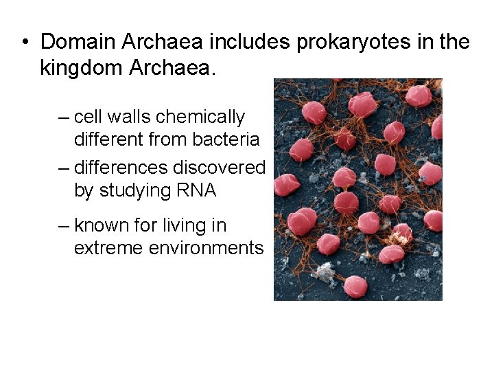  • Domain Archaea includes prokaryotes in the kingdom Archaea. – cell walls chemically