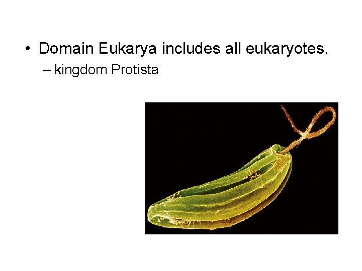  • Domain Eukarya includes all eukaryotes. – kingdom Protista 