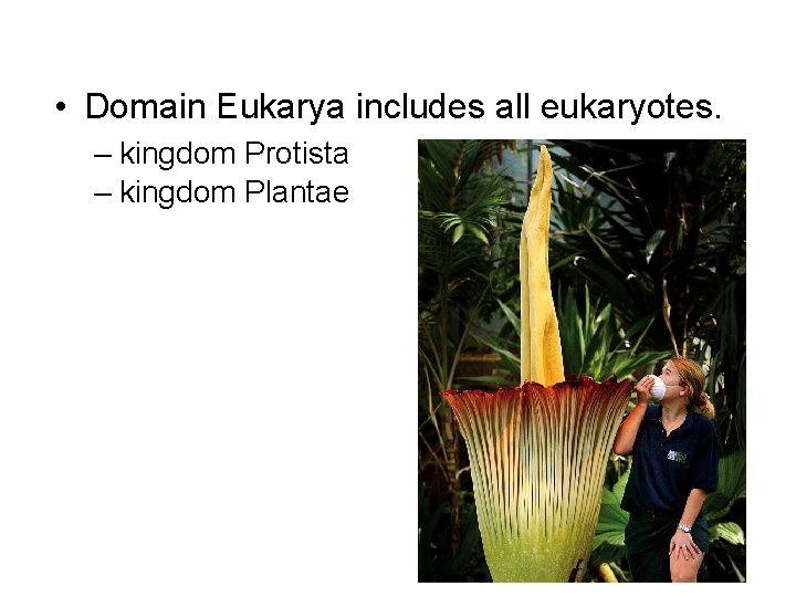 • Domain Eukarya includes all eukaryotes. – kingdom Protista – kingdom Plantae • Domain Eukarya includes all eukaryotes. – kingdom Protista – kingdom Plantae